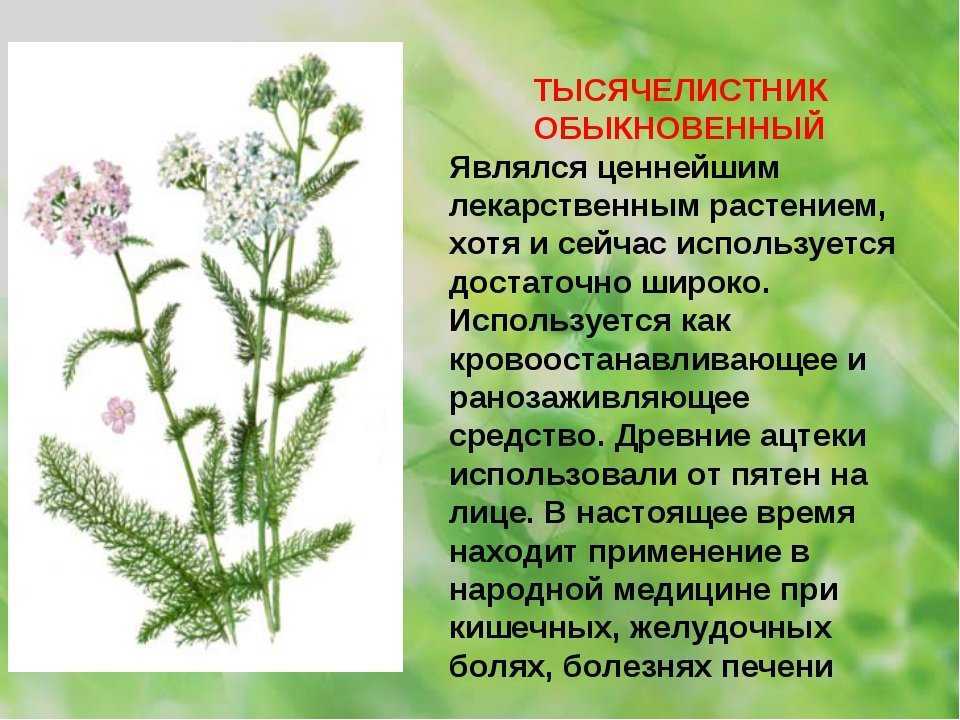 Исцеляющий золототысячник: секреты народной медицины
