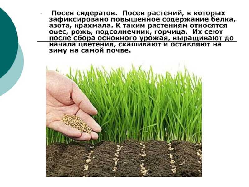 Сидераты от проволочника для картофеля: какие сажать, как помогают