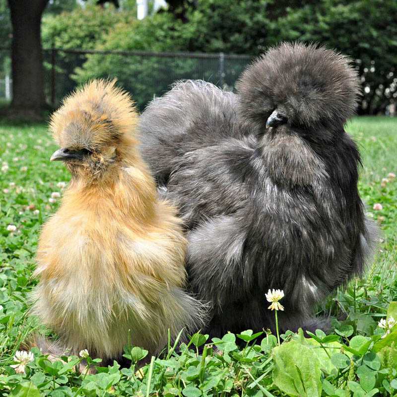 Китайская шелковая курица: фото, описание породы, разведение и содержание