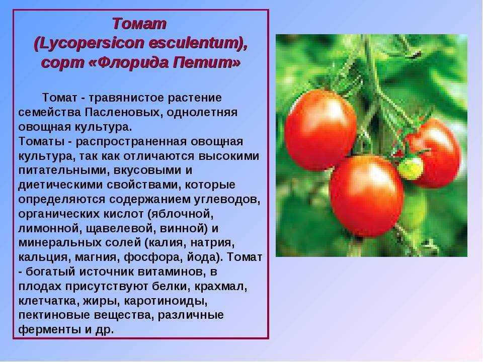 Томат шапка мономаха: отзывы, фото, урожайность, описание и характеристика