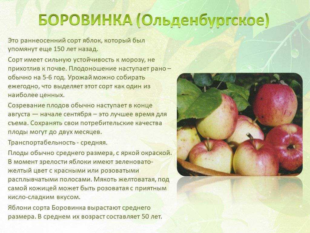 Яблоня звездочка, принципы посадки, выращивания и хранения яблок
