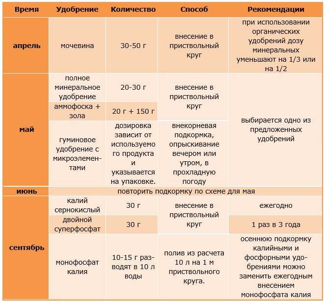 Абрикос сорта чемпион севера: особенности посадки, выращивания и ухода