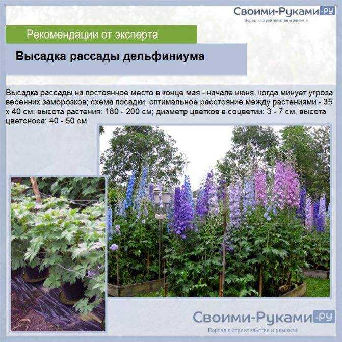 Дельфиниум многолетний: сорта с фото, посадка и уход в открытом грунте