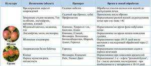 Парша на груше: описание, как избавиться, чем обработать, профилактика