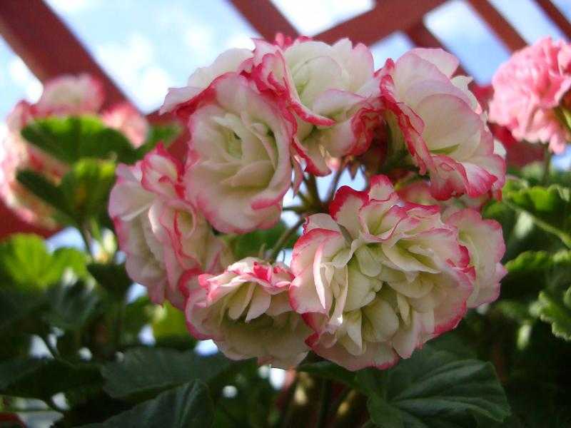 Пеларгония apple blossom rosebud: что нужно знать о сорте
