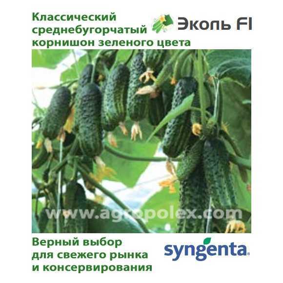 Эколь f1 – универсальный огурец для сбора пикулей и корнишонов