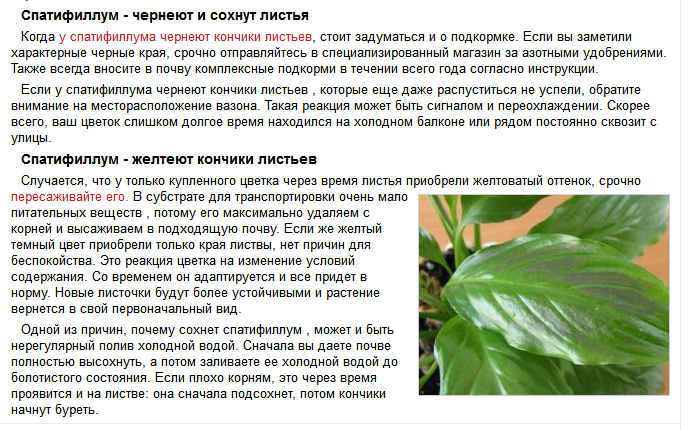 Болезни бегонии и их лечение: описание самых опасных