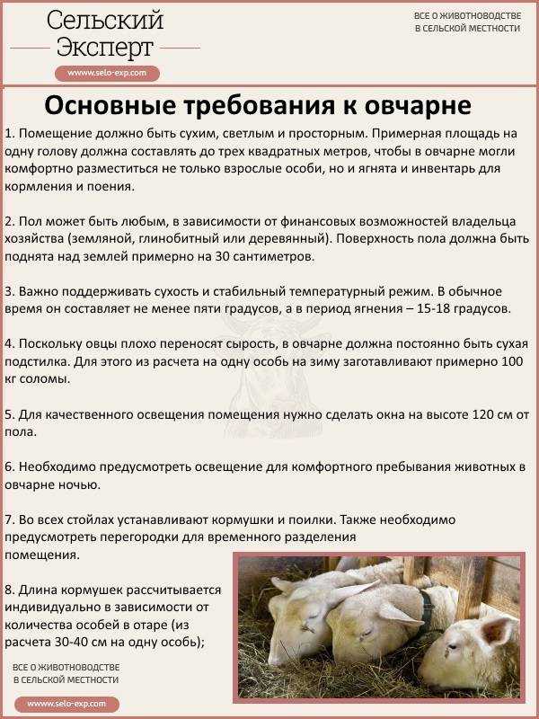 Разведение баранов на мясо как бизнес