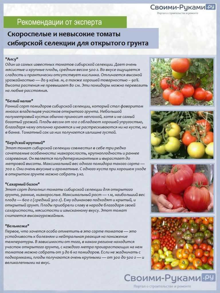 Томат "сенсей": описание помидоров и характеристика сорта, фото, урожайность куста