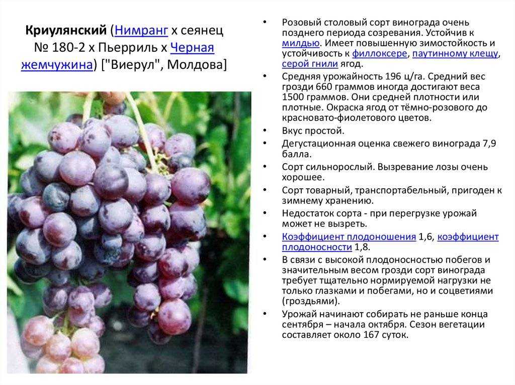 Виноград русский конкорд: селекция, описание, отзывы, посадка, уход, обрезка, отзывы