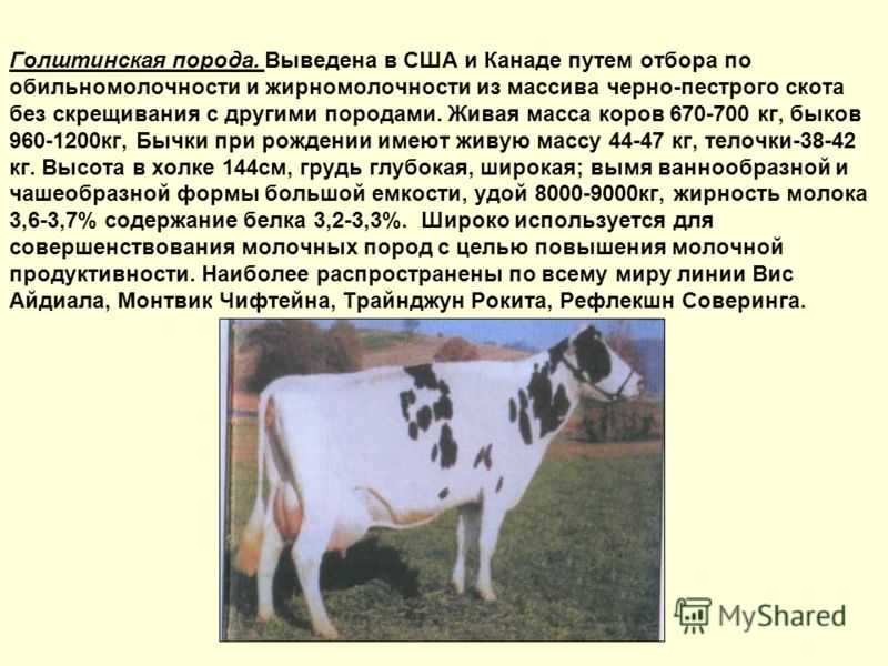 Описание и характеристика голштинской породы коров: содержание и уход, плюсы и минусы крс