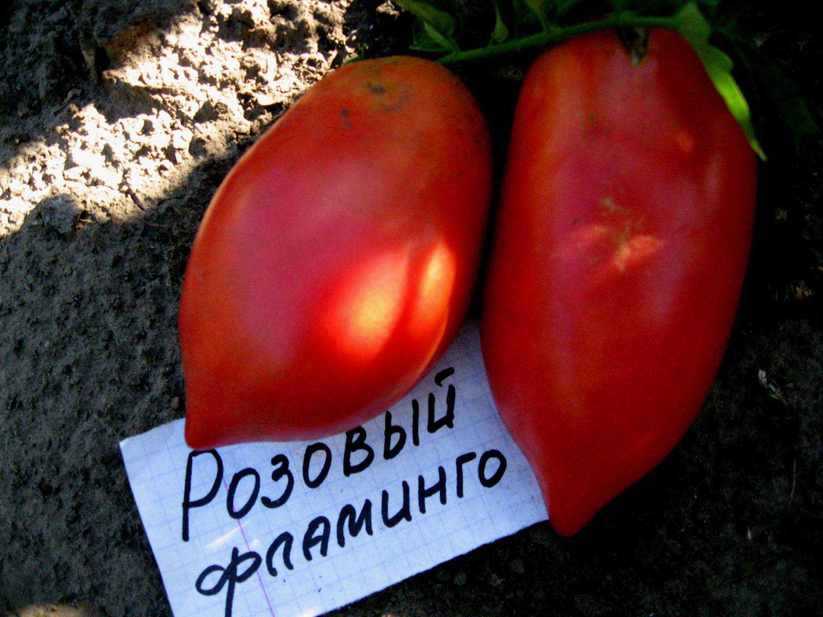 Томат «розовый фламинго»: сочный и сладкий сорт от агрофирмы «поиск», характеристики плодов, способ выращивания