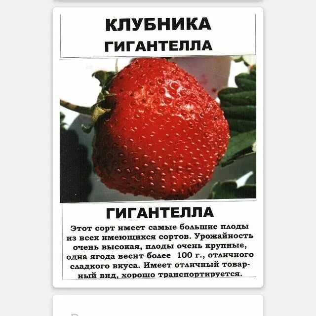 Клубника максим: описание сорта, фото и отзывы