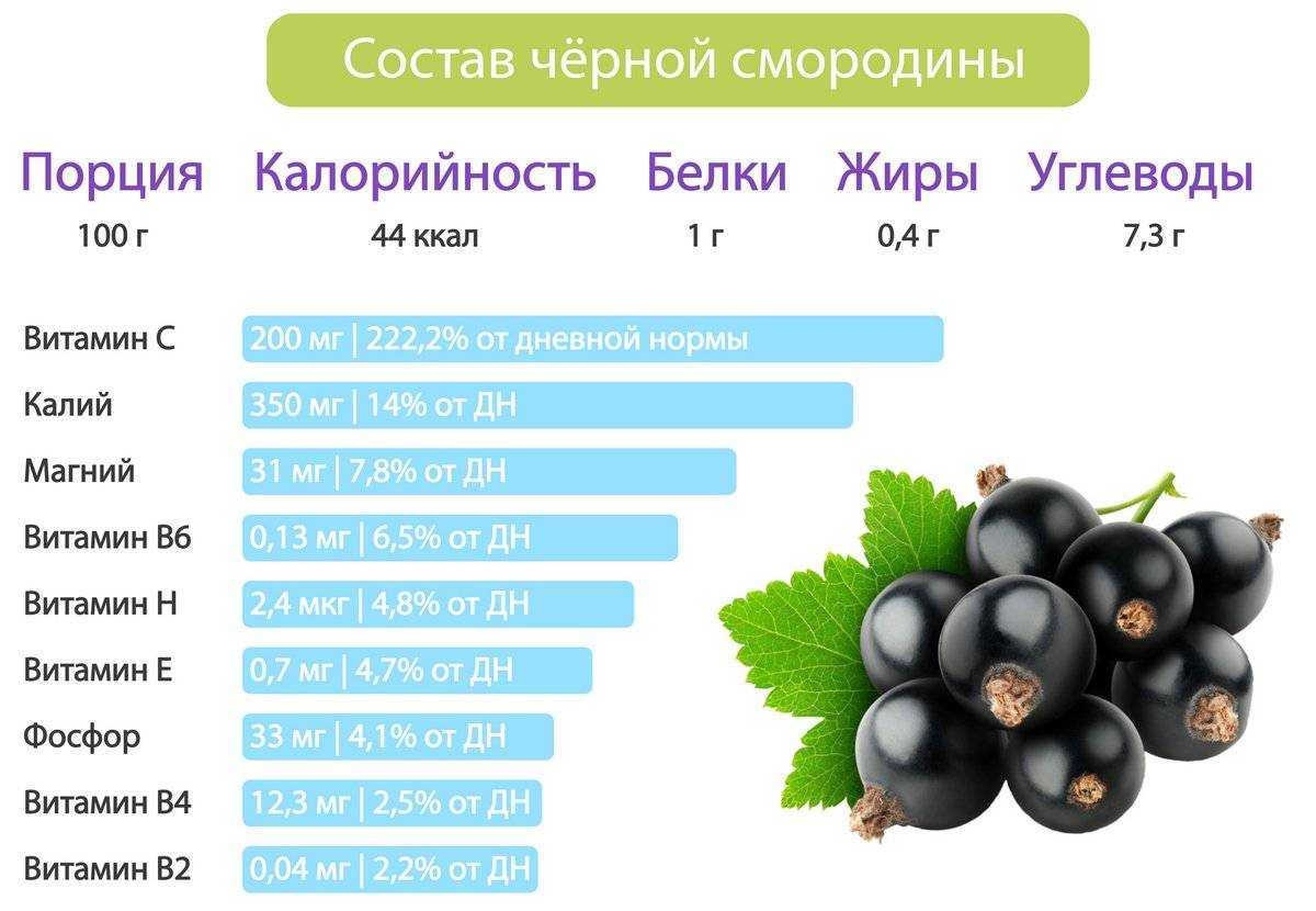 ✅ крупноплодный сорт чёрной бессемянной смородины русалка: внешний вид и описание сорта, фото - tehnoyug.com