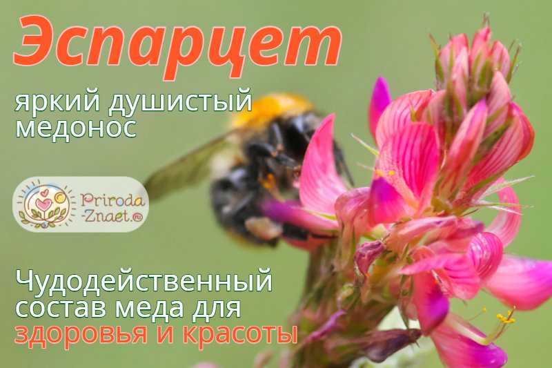 Эспарцет — медонос, выращиваемый для пчел