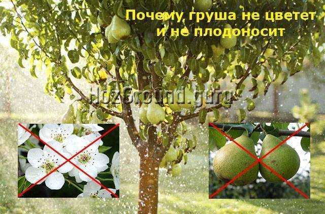 Все о цветении груши: почему не цветет, когда начинает цвести после посадки