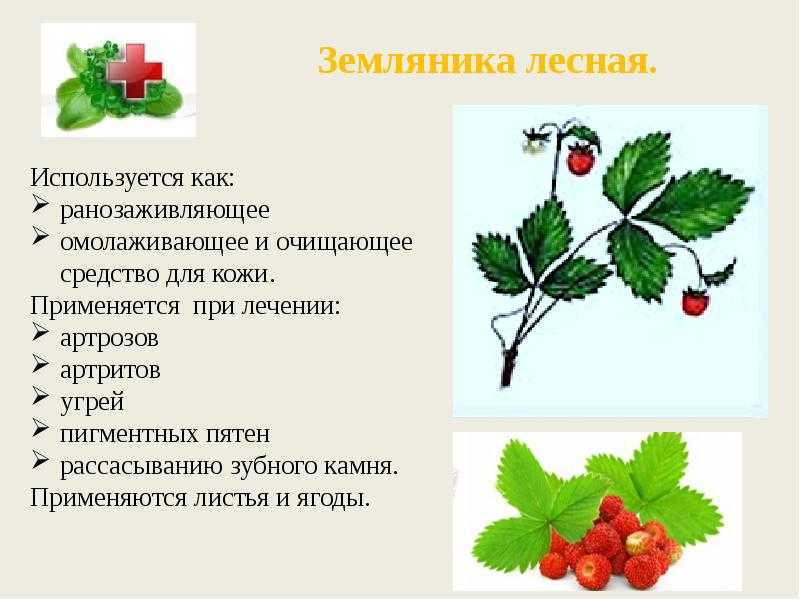 Земляника лесная: полезные свойства, сбор, сорта земляники