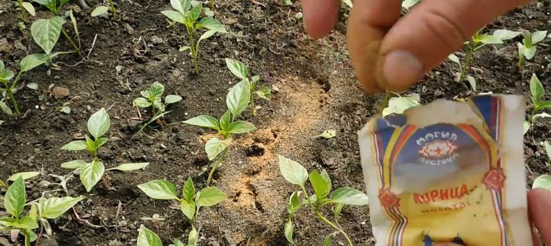 Методы борьбы с муравьями на грядках с огурцами