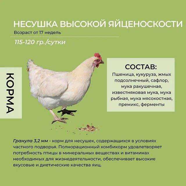 Ищите ответ на вопрос о том, какой корм для кур несушек лучше? мы расскажем вам об этом