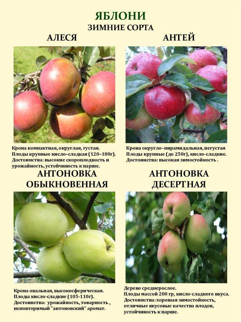 Яблоня алеся: отзывы, фото, описание сорта, урожайность, особенности по уходу, посадка, выращивание, подкормка, обрезка дерева