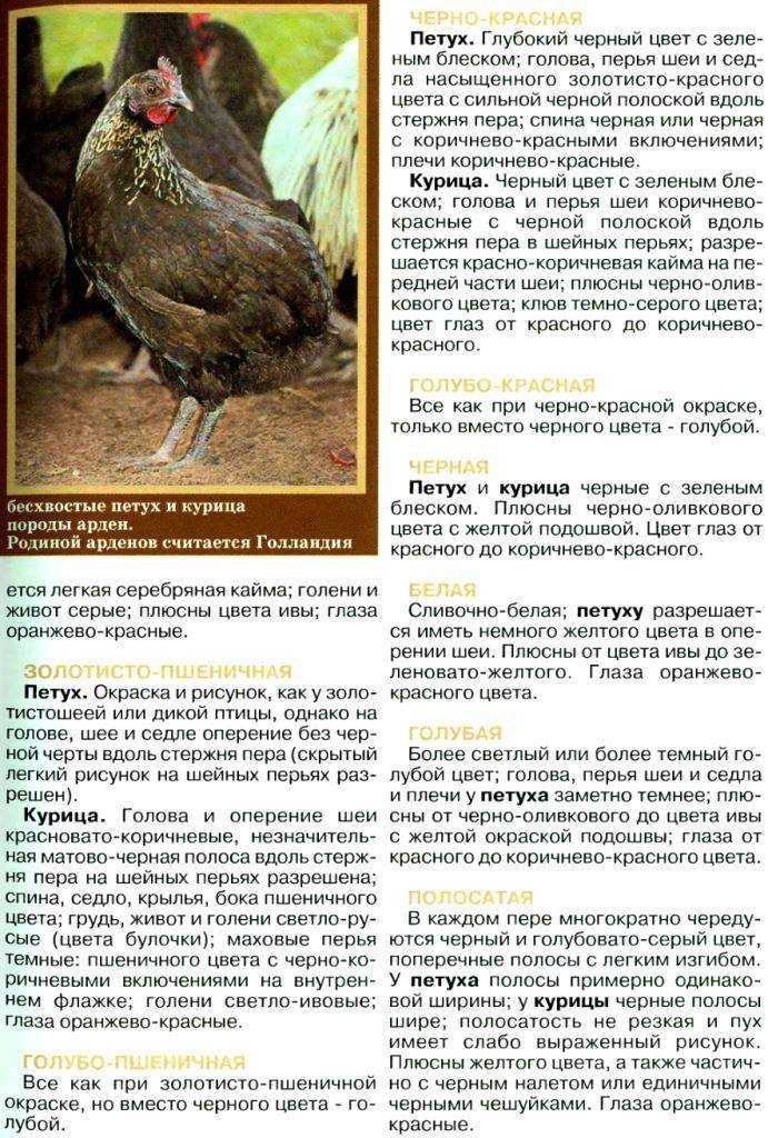 Порода кур амераукана: описание и фото, основные характеристики, особенности выращивания и содержания selo.guru — интернет портал о сельском хозяйстве