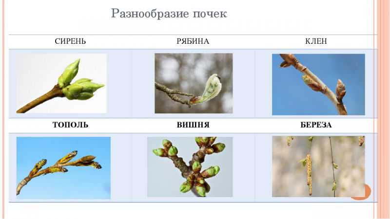 Причины, почему у черешни вянут листья и что делать с болезнью