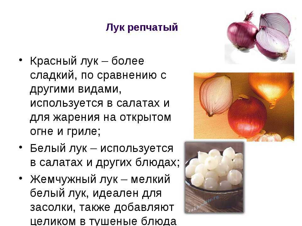 Зеленый лук: польза и вред для здоровья, противопоказания, состав, сравнение с репчатым, правила выбора и употребления