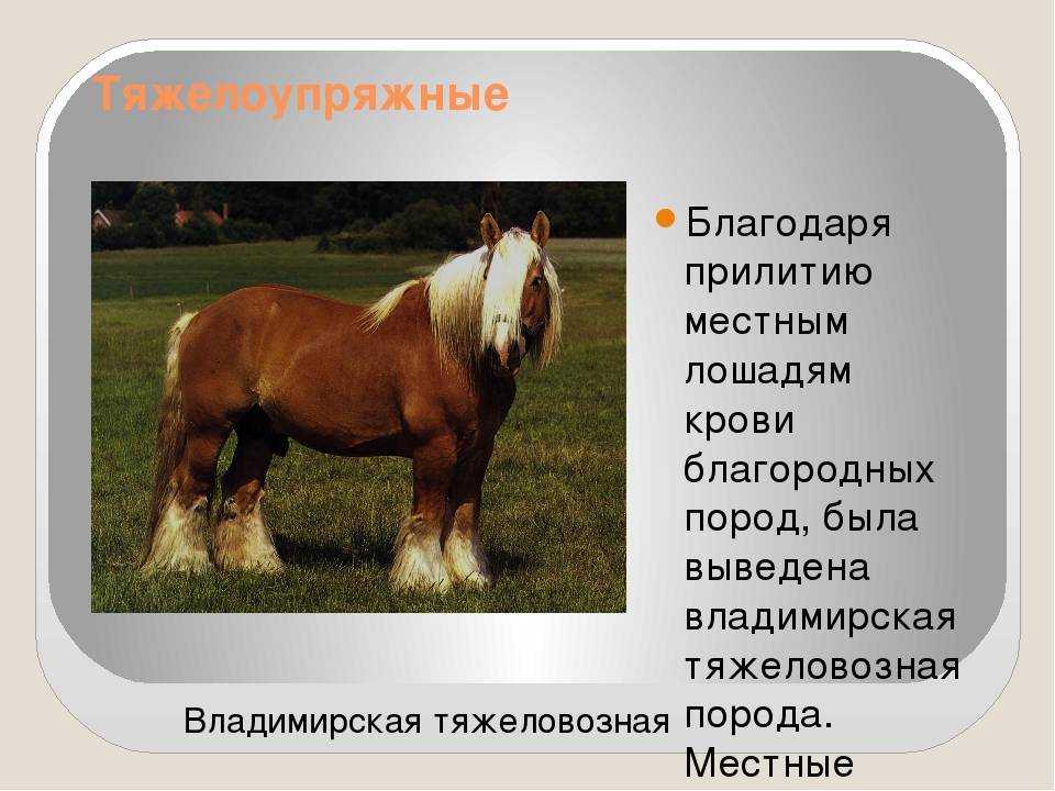 Русские породы лошадей: виды пород, история, внешний вид, фото