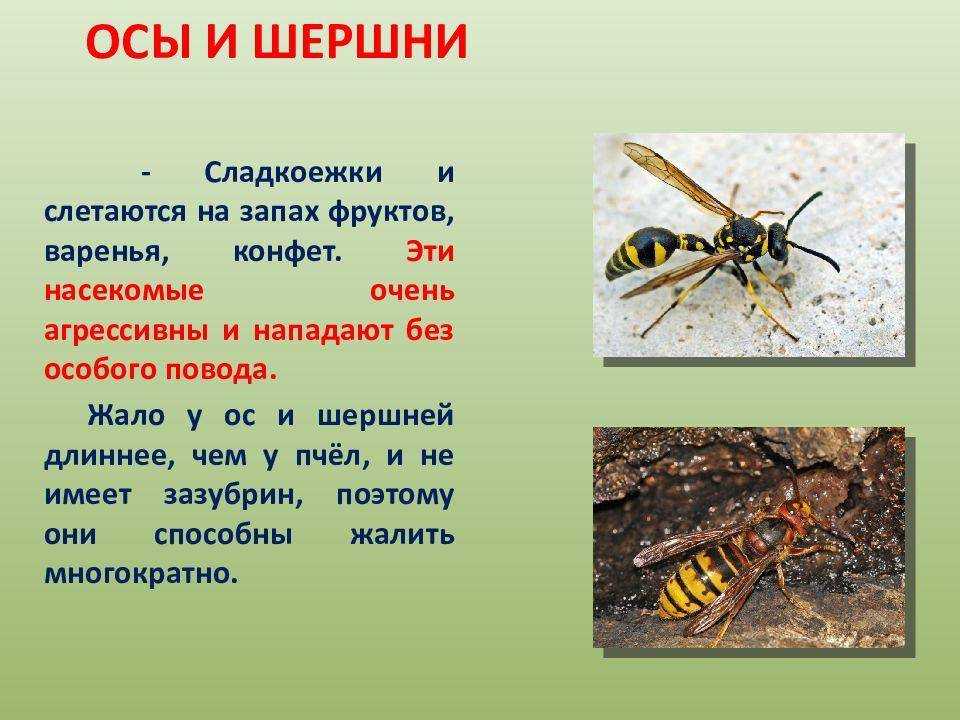 Чем питаются и как живут осы