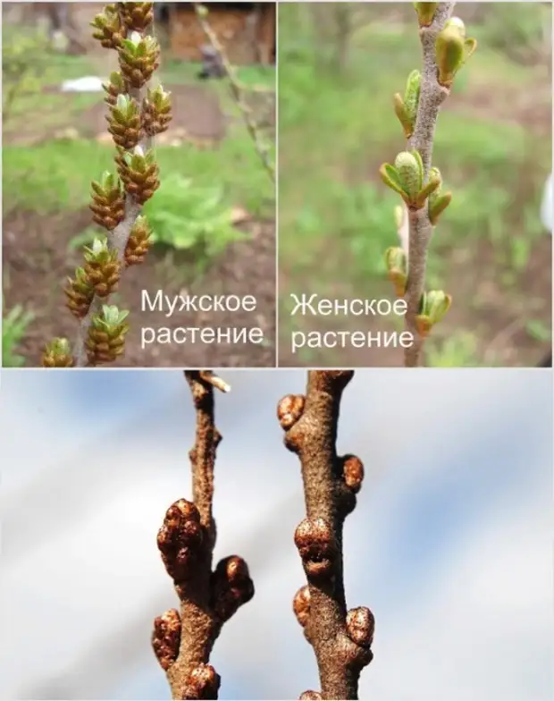Как отличить мужскую облепиху от женской