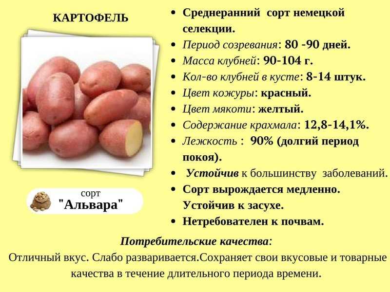 Сорта картофеля: описания сортов с фото, отзывы