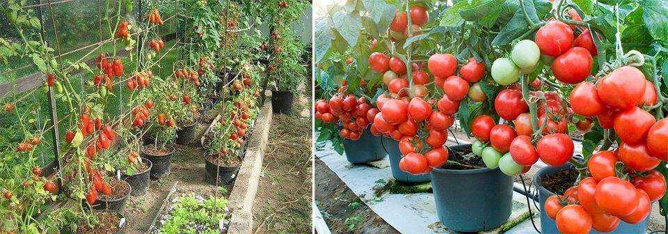 Томаты черри для теплиц и открытого грунта, самые сладкие и урожайные