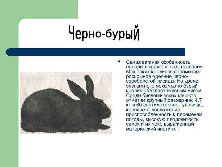 Черный кролик (огненный): описание и характеристика породы