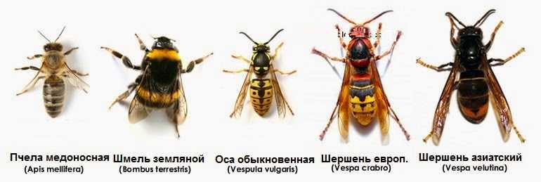 Чем и как отпугнуть ос на природе. чего боятся осы
