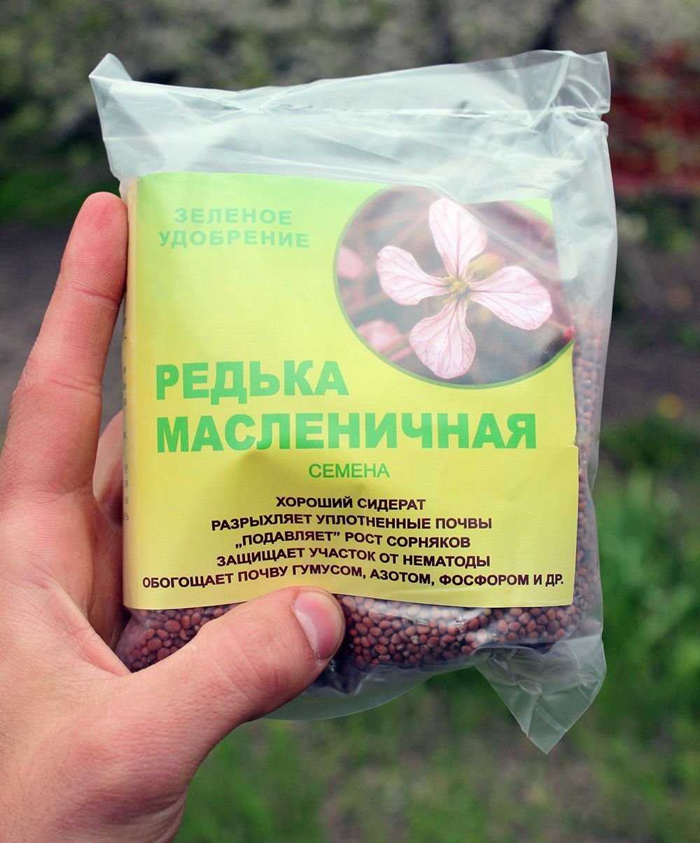 Редька масличная как сидерат для сада и огорода