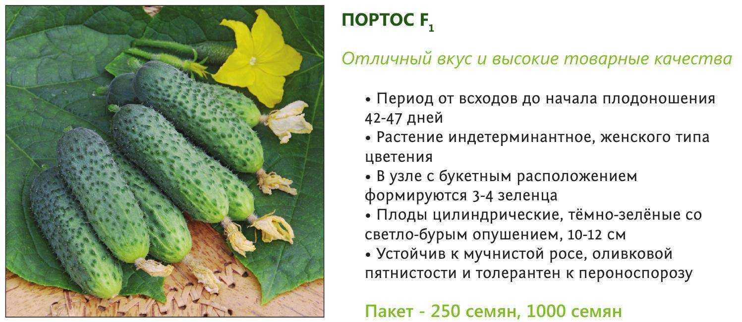 Запаситесь свежей зеленью на весь сезон с луком параде: выращивание, описание сорта