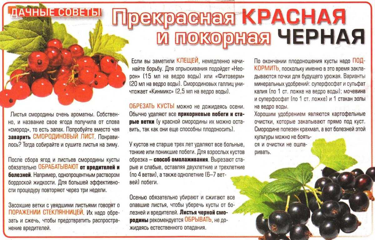 Клубника «мармелада»: ‎подробное описание полуремонтатного сорта