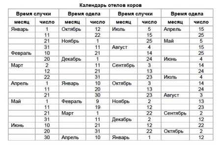 Календарь отела коров с таблицей | знай ферму | дзен