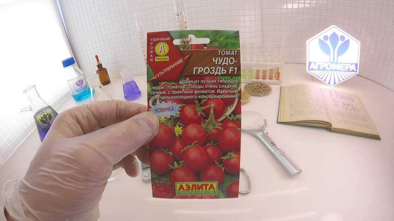Чудо гроздь: описание сорта томата, выращивание, агротехника помидоров