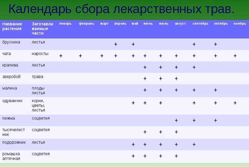 Календарь сбора трав для полезных чаев