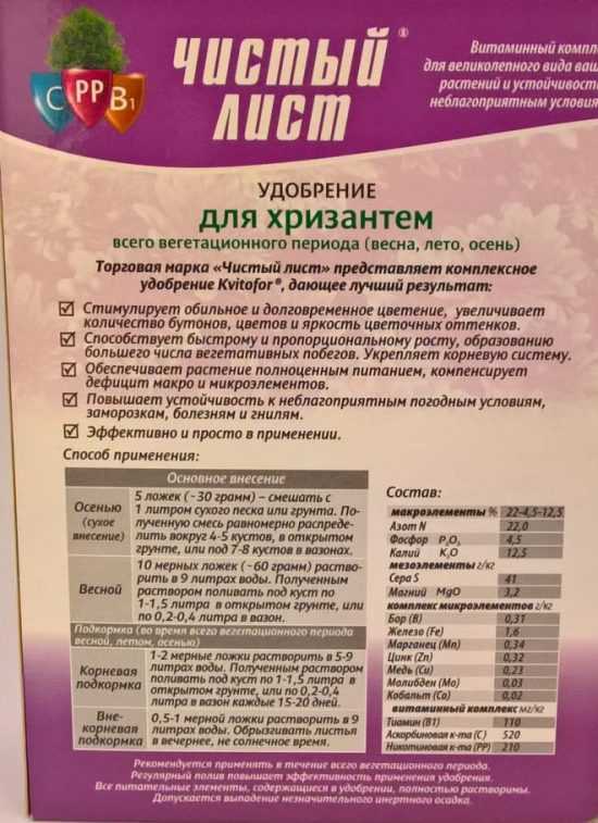 Комнатная хризантема – уход от а до я