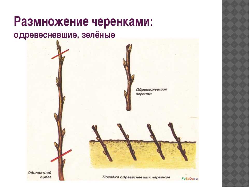 Размножение груши: как вырастить грушу из черенка, ветки, отводка