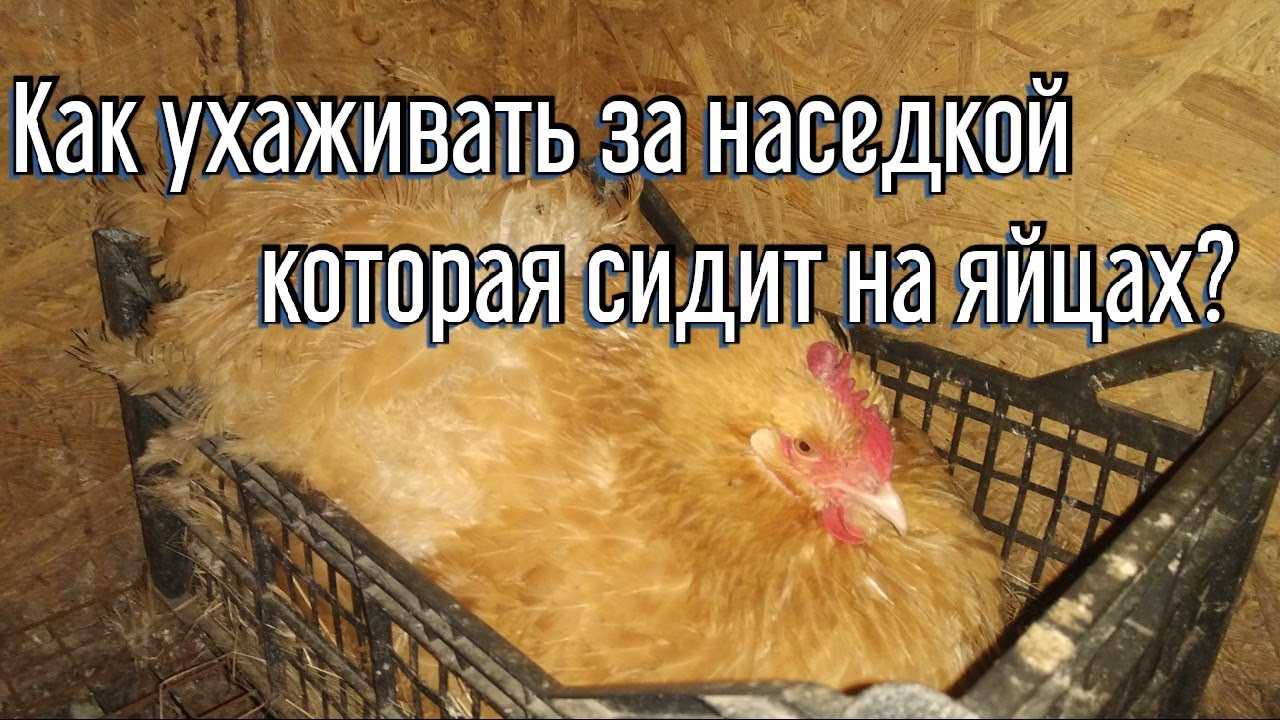 Сколько дней и как курица наседка высиживает яйца (сроки высиживания)