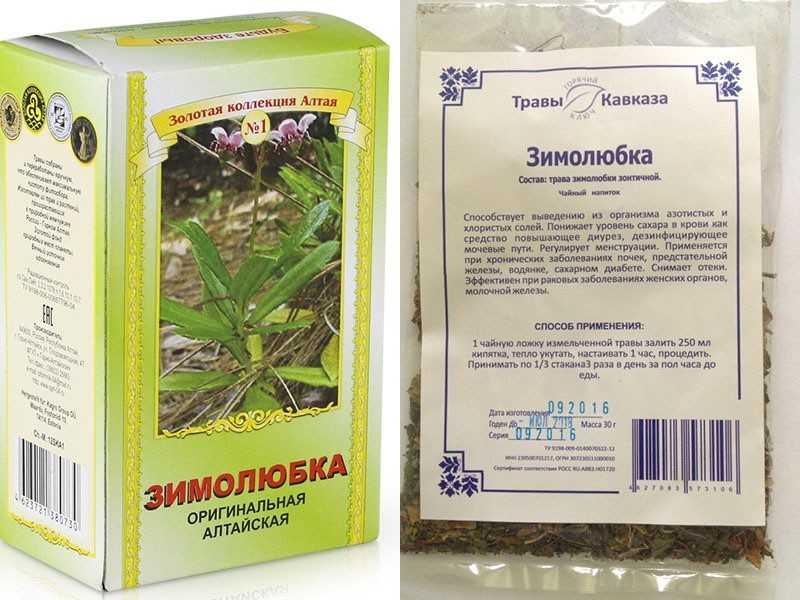 О траве зимолюбке: как выглядит, где растет, свойства и сфера применения