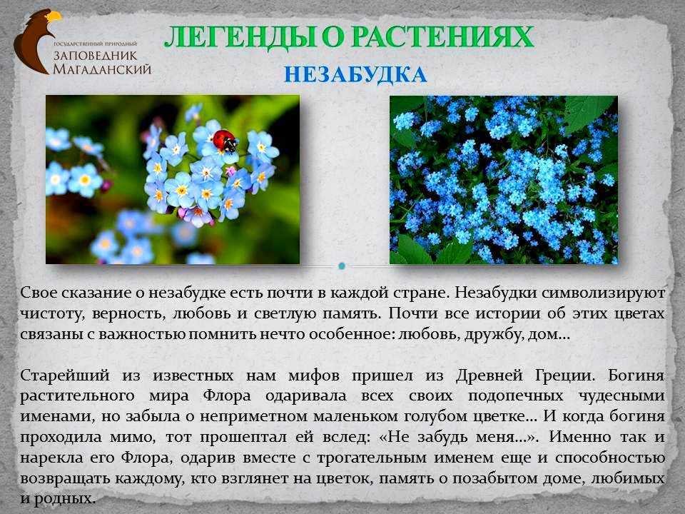Выращиваем и размножаем незабудки