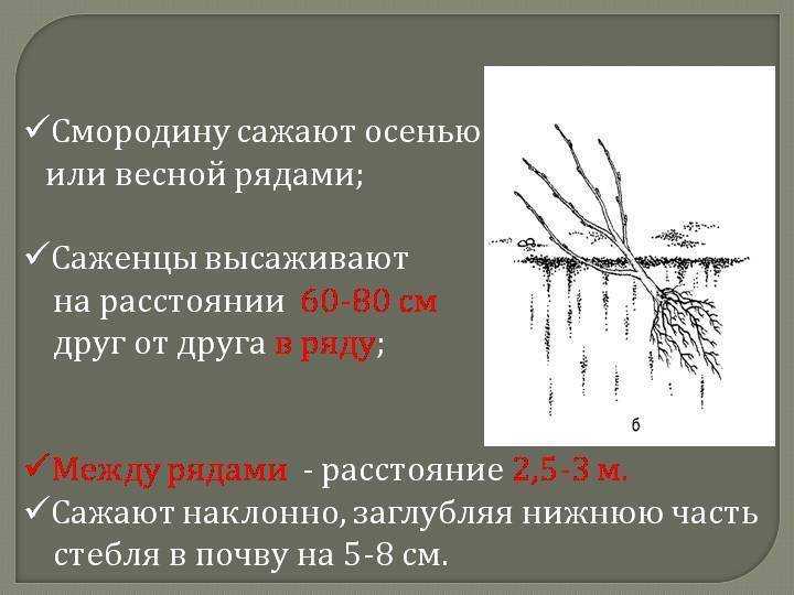 Посадка черной смородины весной, пошаговая инструкция, а также как пересадить куст на новое место