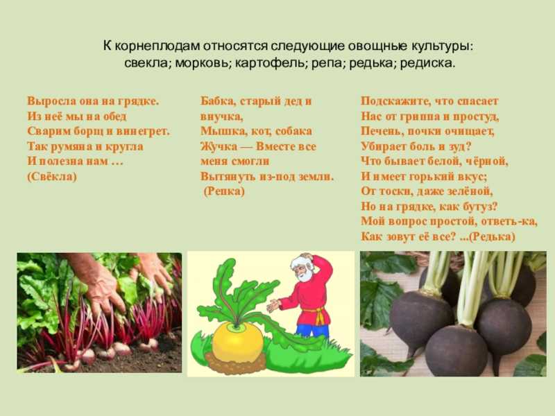 Свекла столовая цилиндра: описание сорта, посадка и уход, сроки созревания
