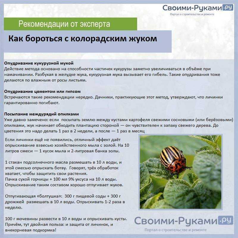 Как защитить баклажаны грунтовые от колорадского жука.
