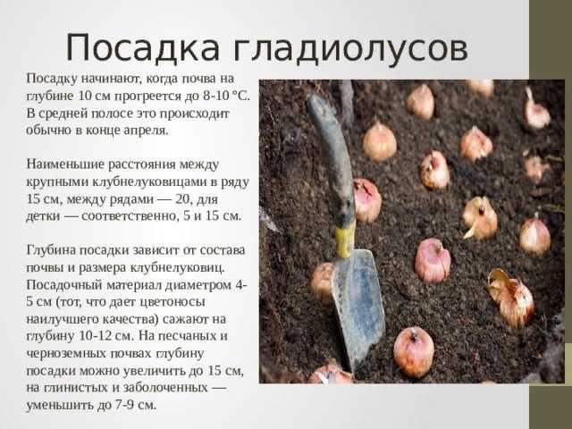 Когда сажать гладиолусы в открытый грунт весной