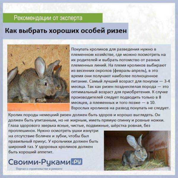 Разведение кроликов в домашних условиях: условия содержания, ухода, кормления и размножения